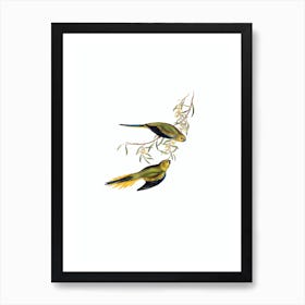 Vintage Elegant Grass Parakeet Bird Illustration on Pure White Art Print