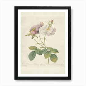 Rose Illustration, Pierre Joseph Redoute(100) Art Print