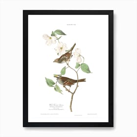 White Throated Sparrow Art Print