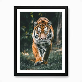 Tiger 2 Art Print