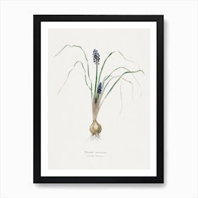 Hyacinth, Familie Der Cacteen Art Print