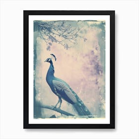 Vintage Peacock In The Trees Cyanotype Inspired 1 Art Print