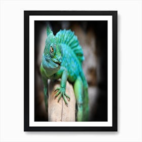 Iguana Art Print