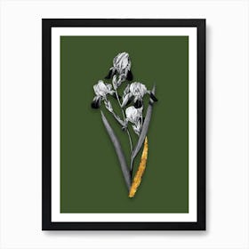 Vintage Elder Scented Iris Black and White Gold Leaf Floral Art on Olive Green n.0693 Art Print