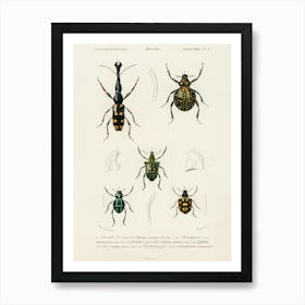 Different Types Of Insects, Charles Dessalines D'Orbigny 3 Art Print