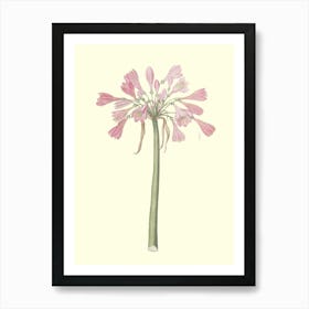 Pink Daffodils Art Print