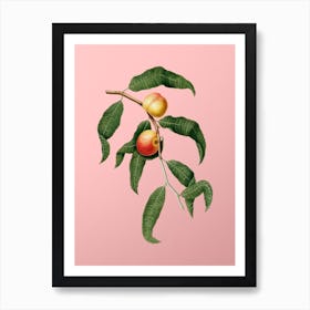 Vintage Peach Botanical on Soft Pink n.0579 Art Print
