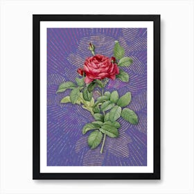 Vintage Red Gallic Rose Botanical Illustration on Veri Peri n.0847 Art Print