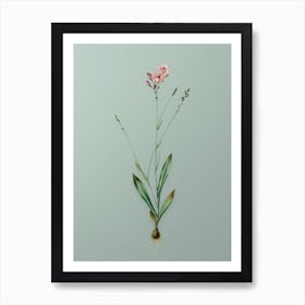 Vintage Gladiolus Junceus Botanical Art on Mint Green n.0959 Art Print