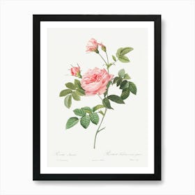 Boursault Rose, Pierre Joseph Redoute Art Print