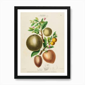 Oranges And Grapefruits Art Print