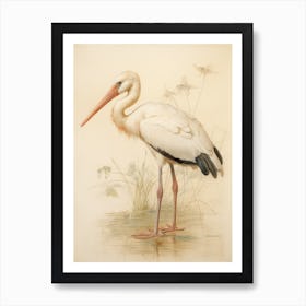 Vintage Bird Drawing Stork 2 Art Print