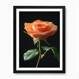 Orange Rose On Black Background 4 Art Print