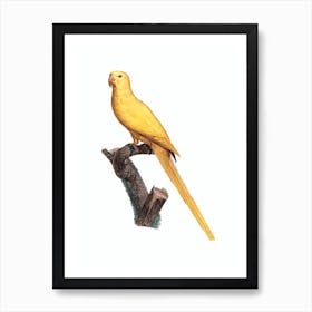 Vintage Lutino Parakeet Bird Illustration on Pure White Art Print