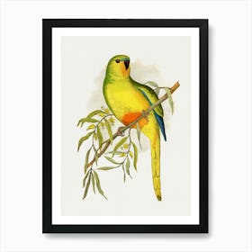 Parrot On A Branch 6 Art Print