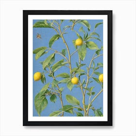 Lemon tree Vintage 2 Botanical Art Print