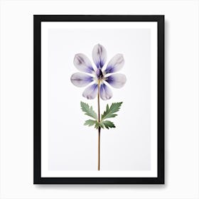 Pressed Wildflower Botanical Art Lupine 1 Art Print