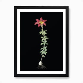 Vintage Wood Lily Botanical Illustration on Solid Black Art Print