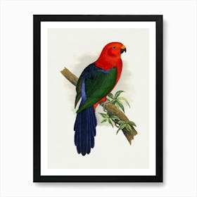 King Parrot 1 Art Print