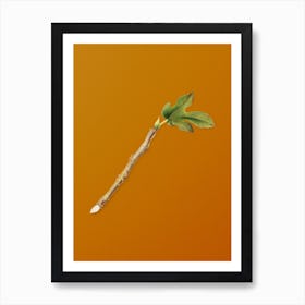 Vintage Fig Botanical on Sunset Orange n.0118 Art Print