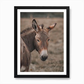 Donkey In Field Art Print