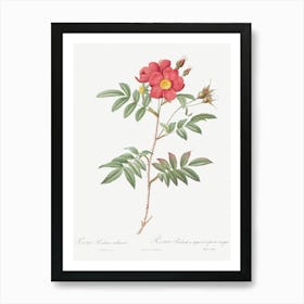 Red Leaved Rose, Pierre Joseph Redoute Art Print