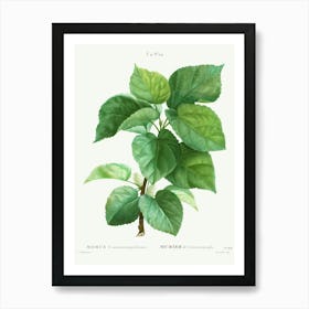 White Mulberry, Pierre Joseph Redoute Art Print