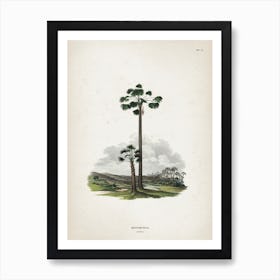 Vintage Martius 1 Mauritia Vinifera Art Print