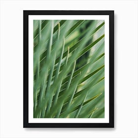 Green Palm Nature Art Print