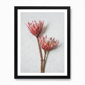 Minimal Red King Protea Art Print