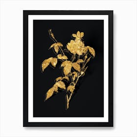 Vintage White Bengal Rose Botanical in Gold on Black n.0233 Art Print