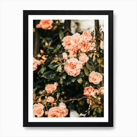 Pink Camellia Flowers Art Print