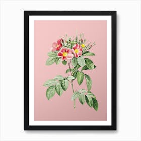 Vintage Pasture Rose Botanical on Soft Pink n.0274 Art Print