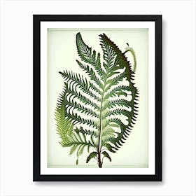 Sensitive Fern 3 Vintage Botanical Poster Art Print