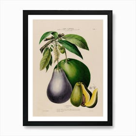 Figs And Pears 1 Art Print