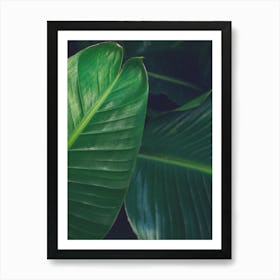 Close Up Of Green Leaves Art Print