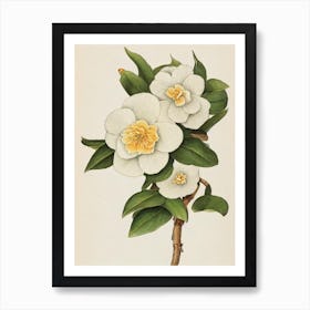 Camellia Vintage Botanical Flower Art Print