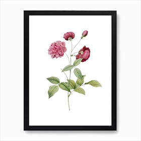 Vintage China Rose Botanical Illustration on Pure White n.0748 Art Print