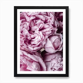 Pink Roses 3 Art Print