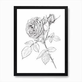 Black And White Rose Line Drawing 9 Art Print