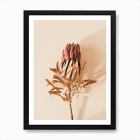 Protea Flower Art Print