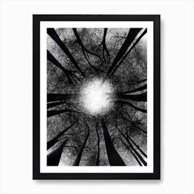 Sun Through The Trees Art Print