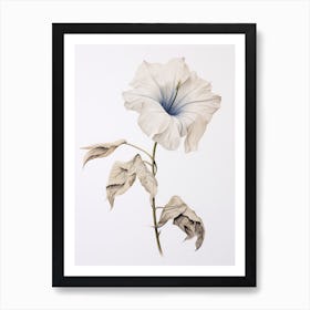 Pressed Flower Botanical Art Moonflower 2 Art Print