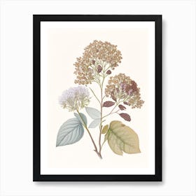 Hydrangea Root Spices And Herbs Pencil Illustration 2 Art Print