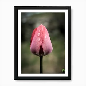 Pink Tulip 20210501 102finalppub Art Print