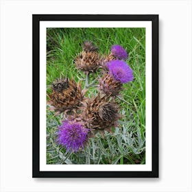 Thistle Art Print