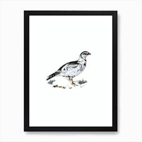 Vintage Black Grouse And Willow Ptarmigan Hybrid Bird Illustration on Pure White n.0152 Art Print