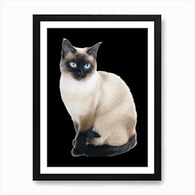 Siamese Cat Art Print