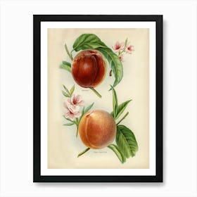 Vintage Illustration Of Alexander, Rivers Early York Nectarines, John Wright Art Print