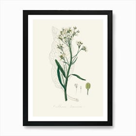 Vintage Botanical John Stephenson and James Morss Churchill Art Print_2731672 Art Print